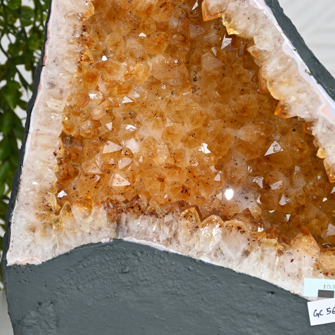 Premium Citrine Cluster 10.95kg – Natural Healing Crystal for Home & Office Positivity